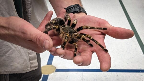 Tarantula in presenters hand.