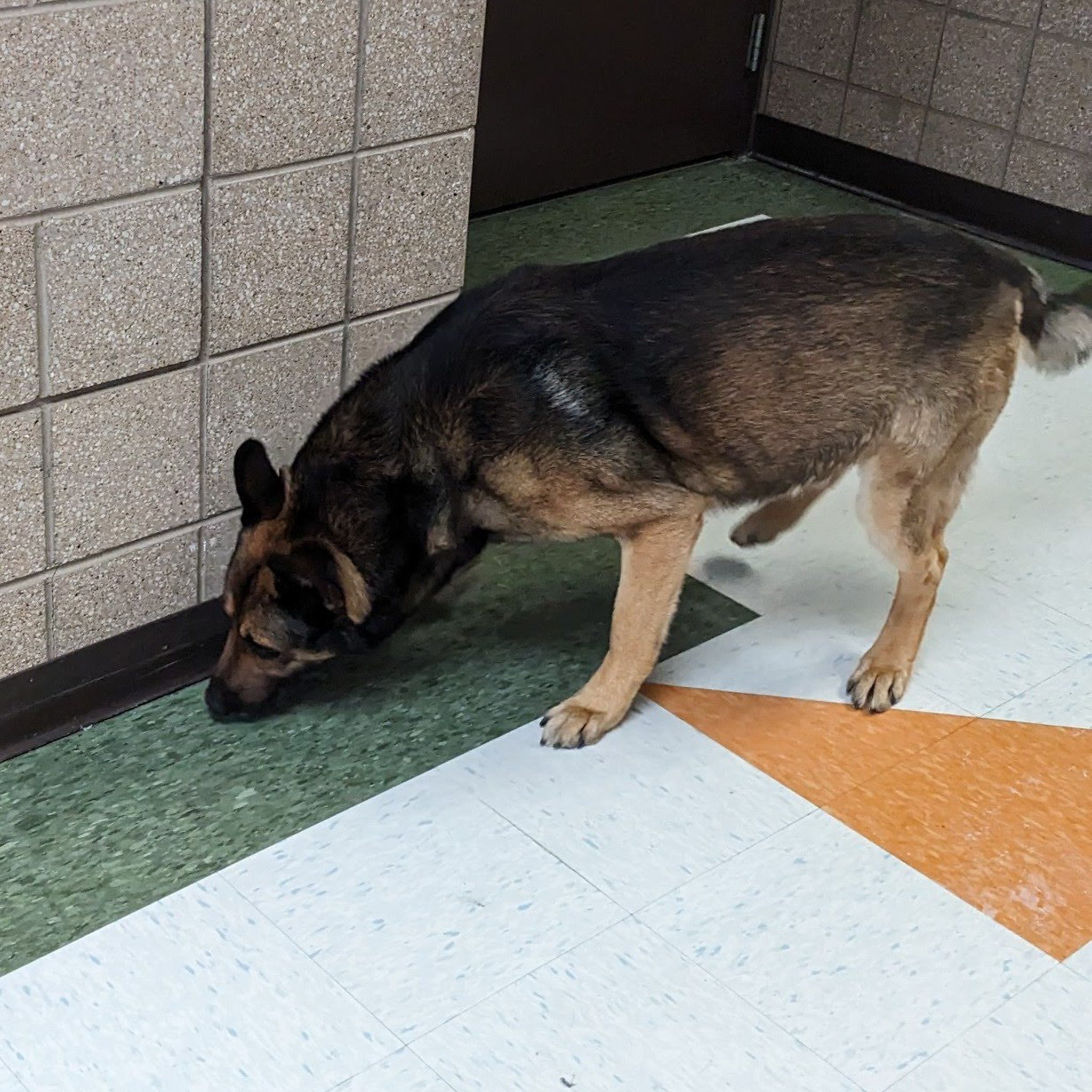 Dog searching hallway.
